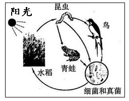 此图是某生态系统简图,根据图回答