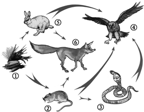 制作一个密封的小型生态瓶,以达到三个目的:懂