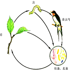 生产者、消费者和分解者之间关系如图所示.请