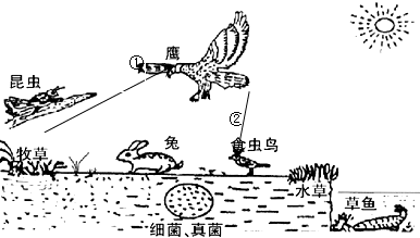 动物生态链的循环图_动物食物链循环图_生态循环农业