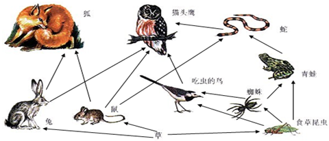如图1所示是某陆地生态系统食物网简图.请据图