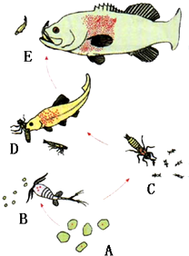如图是淡水生态系统中的一条食物链:A微小的水