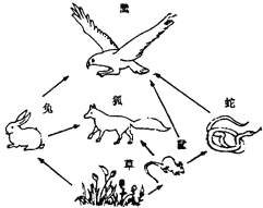 下列能正确表示一条食物链的是