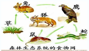 阅读下面的短文,回答相关问题森林里生活着高