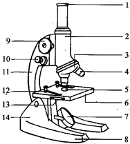 若将低倍镜下的物像转换高倍物镜下观察时,可