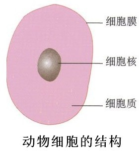 在下面适当的位置按生物绘图的画法要求,画一个结构比较完整的动物