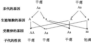 细胞结构中最重要的是细胞核.(1)细胞核中易被