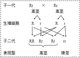南瓜为一年生蔓生草木植物.南瓜的栽培主要包