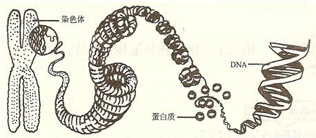 如图是染色体和DNA的关系示意图，据图回答:(1)A表示____分子，其中含有特定遗传信息的片段叫做____.(2)图(一)表示____，主要由____和____组成;其中的____是生物主要的遗传物质.(3)正常人的体细胞内有____条染色体;生殖细胞内有____条染色体.-乐乐课堂
