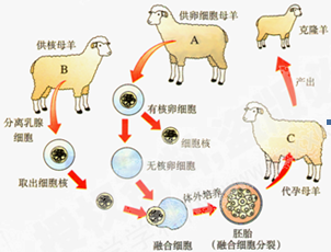 的子宫内继续发育,请问①该白鼠生下的小鼠的