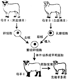 请根据克隆羊多莉的形成过程示意图回答下列问