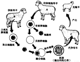 克隆羊多利的问世引起了许多人对治疗性克
