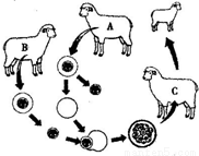 根据克隆羊多利的培育过程,回答问题:.(1)克隆的