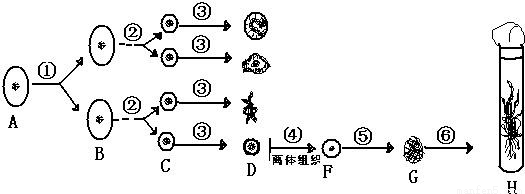 199.图是有关生物细胞生活史的概括.请根据图分析回答问题.