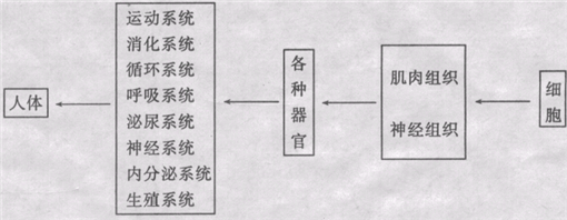 请用表格的形式表示人体的结构层次.