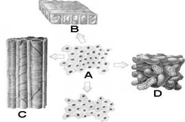 如图是植物的几种主要组织，请仔细观察: (1)图中A是____组织，B是____组织，C是____组织，D是____组织。(2)导管的功能是____. 它属于图中的____(3)具很强分裂能力的是图中的____，它的细胞体积小，但细胞核____，细胞质____.(4)甘蔗茎坚韧的皮主要由图中的____构成的，它具有____功能。-乐乐题库