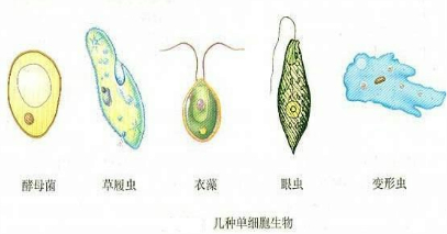 单细胞生物的结构和生活知识点 "与草履虫一样,仅由一个细胞构成生物