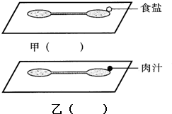 某生物探究小组做探究草履虫应激性的实验.先