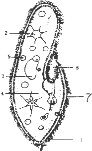 某生物探究小组做探究草履虫应激性的实验.先