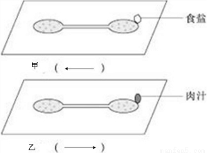 某生物探究小组做探究草履虫应激性的实验.先