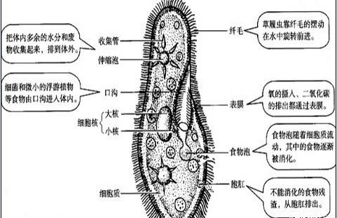 某生物探究小组做探究草履虫应激性的实验.先
