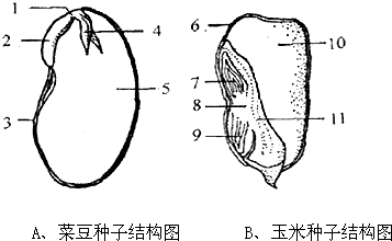 观察菜豆种子和玉米种子的结构图,回答下列问