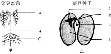 如图为菜豆种子和玉米种子的结构图,据图回答