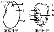 种子结构的异同知识点 