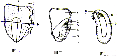 ></p></a>> 种子结构  种子的结构答:种子结构包括两类一类包括种皮胚胚乳,胚