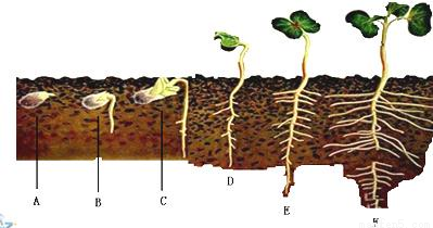 蚕豆种子萌发时，最先突破种皮的结构是____-乐乐课堂
