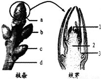 如图是芽发育成枝条示意图,请据图回答:(1)芽在