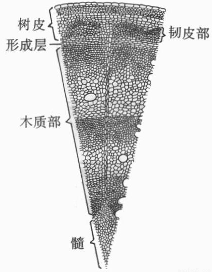 1,薄荷叶的横切面鉴定:(1)上表皮细胞长方形,下表皮细胞细小扁平,有
