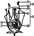 对潍坊部分栽培植物的描述,正确的是_①青州蜜