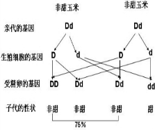 玉米是一种雌雄同株的植物,其顶端开雄花,中部