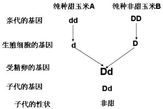 玉米是一种雌雄同株的植物,其顶端开雄花,中部