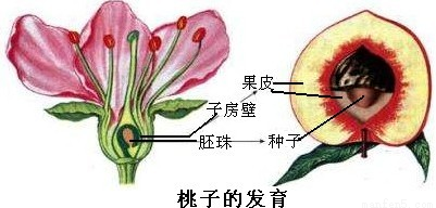 习题"桃子味美可口,桃子的食用部分属于果实结构中的____"的分析与