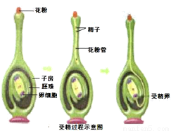 "习题详情  下图为桃花的基本结构图和植物受精过程示意图,请看图回答