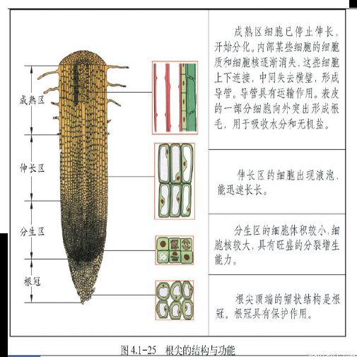 习题"根尖的结构从上到下依次是____,____,____,____,其中生长最快的