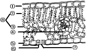 观察叶片的横切面结构图并填空.(1)具有_的结构
