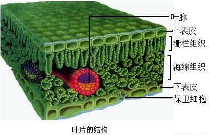 下面是叶片的模式图