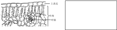 表为几种常见植物叶片的上,下表皮中气孔数目(每平方毫米平均数)的