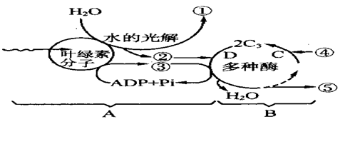 (3)写出光合作用的表达式