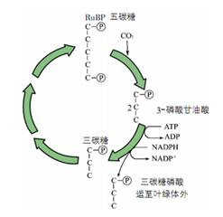 光合作用卡尔文循环图,光合作用循环图,光合作用和呼吸作用图_大山谷图库