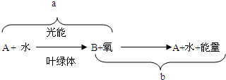 下列有关呼吸作用和光合作用的叙述中,有错误的是