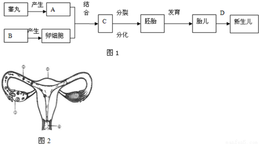 如图是女性生殖器官示意图，据图填空.(1)女性的主要生殖器官是[____]____，原因是可以产生____，并分泌____.(2)男性的生殖器官产生的精子和卵细胞在[____]____处相遇，形成的受精卵分裂后形成胚泡后慢慢地移动，最后植入[____]____，在此发育.(3)胎儿生活在子宫内半透明的液体--____中，通过____和____从母体中获得营养物质和氧.(4)胎儿从母体产出的过程，叫做____.-乐乐课堂