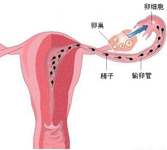 精子从进入体内到形成受精卵所经历的途径是