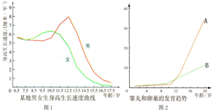 身高突增和性器官迅速发育是青春期的显著特点,请分析图中的曲线变化