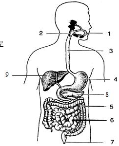 在探究馒头在口腔中的变化实验中,某一组同学