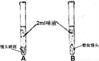 下表是唾液淀粉酶对淀粉消化作用的实验记录,