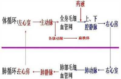 的原因是_;(2)医生采取的治疗方法是把青霉素滴